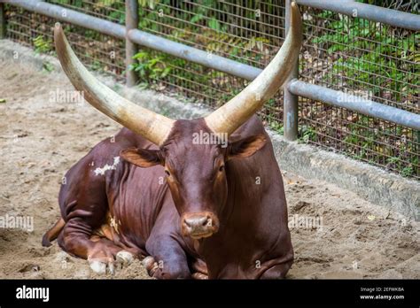 American Cow Breeds