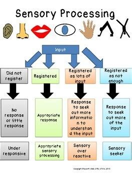 SENSORY PROCESSING 101 5 Visuals To Help Explain Sensory Processing