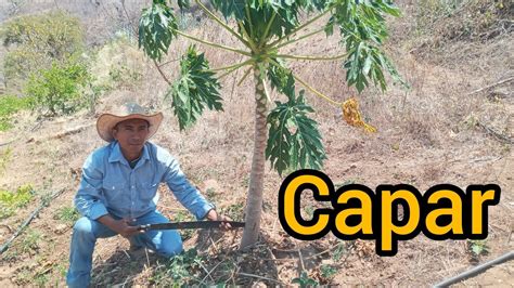 Cómo CAPAR un árbol de papaya o lechosa para el cuajado de frutos YouTube