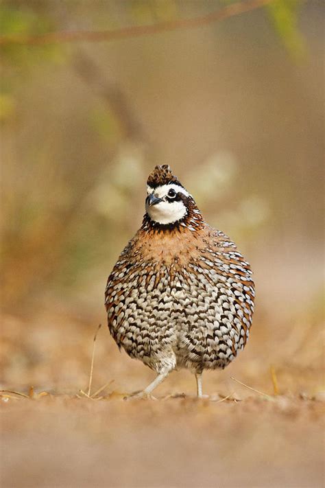 Northern Bobwhite Colinus Virginianus Photograph By Larry Ditto Pixels