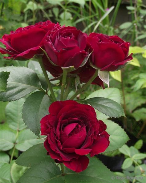 Роза Таманго Фото И Описание Отзывы – Telegraph