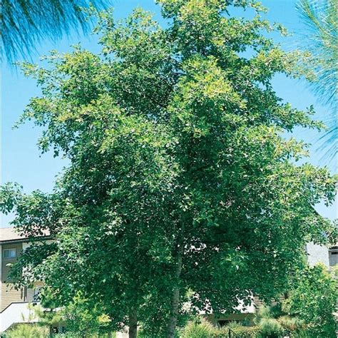 Shop 3.58-Gallon White Alder Shade Tree (L14604) at Lowes.com