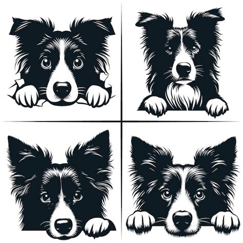 Border Collie Border Collies Vectors And Illustrations For Free Download Freepik