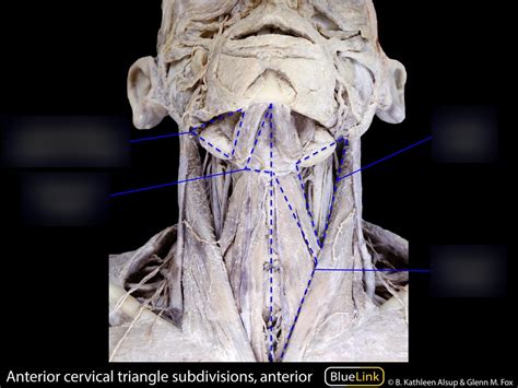 Anterior Cervical Triangle Subdivisions Anterior Diagram Quizlet