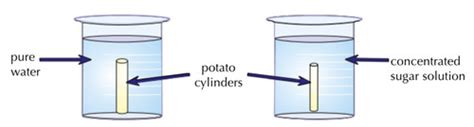 Osmosis Practical Flashcards Quizlet