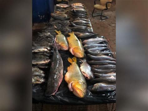 PMA autua pescador e apreende 108 kg de pescado JD1 Notícias