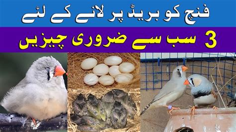 Finch Breeding Finch Ko Breed Py Lany K Liye Zarori Chezain Youtube