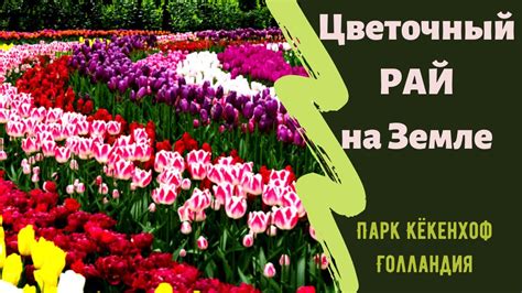 💐 Цветочный Рай на Земле 🌷 Кекенхоф - Сказочный Парк ЦВЕТОВ - YouTube