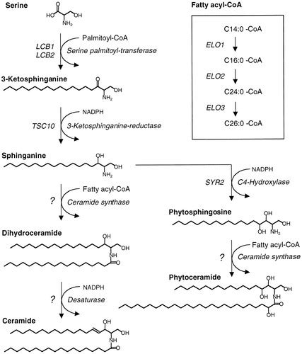 Sphingomyelin Synthesis