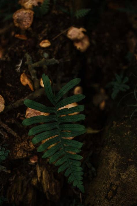 frond page      frond page stock  hd