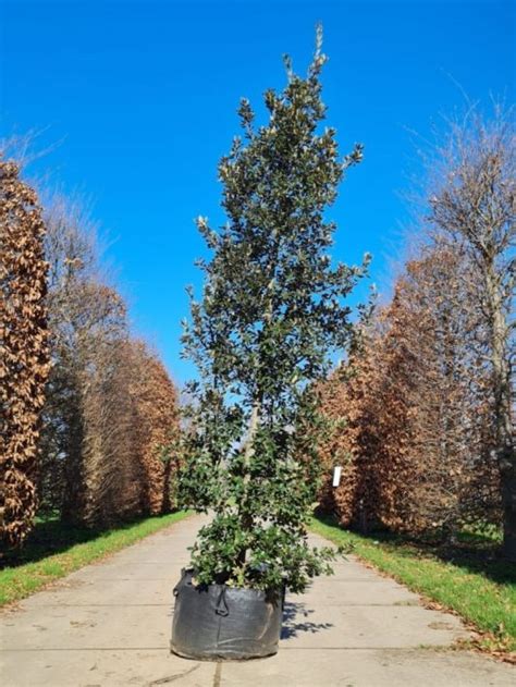 Grote Steeneik Kopen Brienissen Nl De Grootste In Bomen