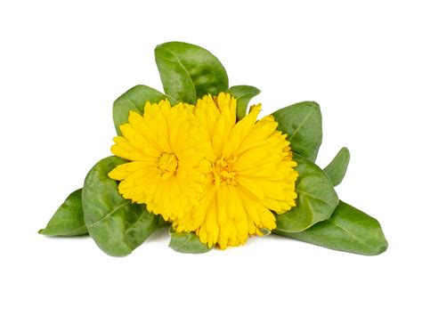 Details Imagen Calendula Planta Precio Abzlocal Mx