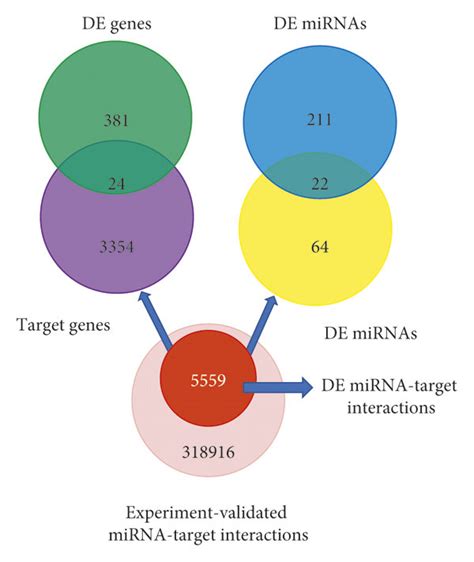 Identification Of Potentially Functionally Important MRNAs And MiRNAs