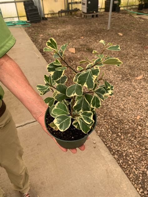 Ficus Triangularis Var Tri State Foliage In House Availability