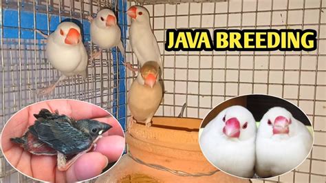 Java Sparrow Breeding Progress Java Birds Breeding Result Youtube