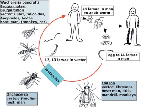 Loa Loa Life Cycle