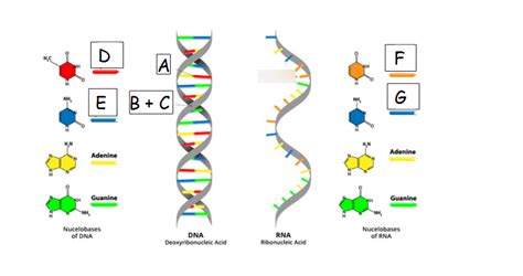 Dna Structure And Replication Diagram Quizlet