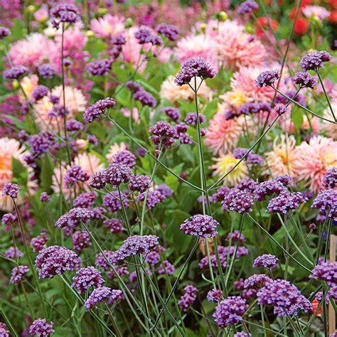 Chuxay Garden Semillas De Verbena Bonariensis Morada Verbena Alta