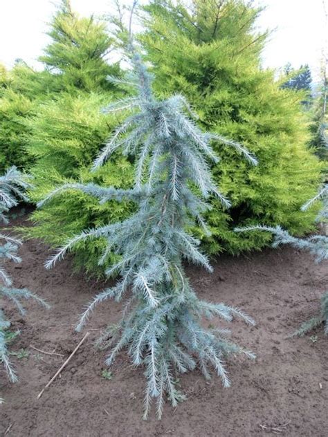 Cedrus Deodara Blue Snake Wholesale Nursery Supplies Plant