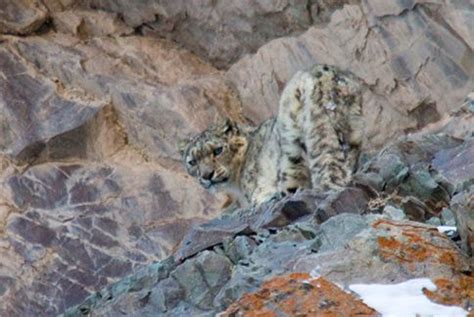 Snow Leopard Conservancy, India