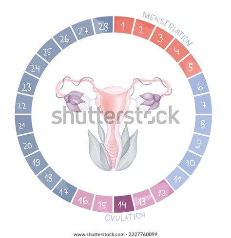 Female Menstrual Cycle Period Cycle Scheme Stock Vector (Royalty Free) 2227760099 | Shutterstock