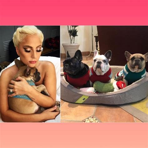 Ilesos Lady Gaga recuperó a sus dos perros tras el robo MDZ Online