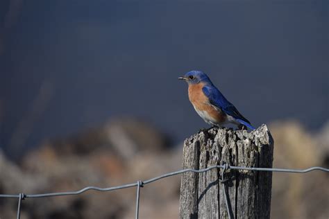 Eastern Bluebirds