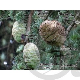 Cedrus Atlantica Atlas Cedar Strobilus Strobili Cedrus Atlantica