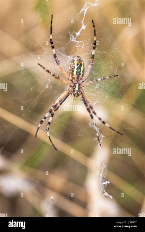 Argiope Bruennichi Wasp Spider Is A Species Of Orb Web Spider Stock