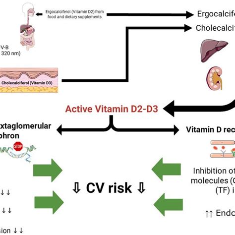 Putative Cardiovascular Pathways Vitamin D Related See Text For