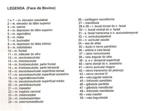 Bovino dissecação superficial legenda Anatomia Veterinária I