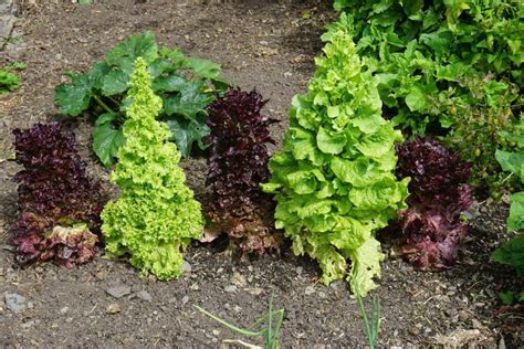 Lettuce Bolting Why It Bolts And How To Prevent It Plantura