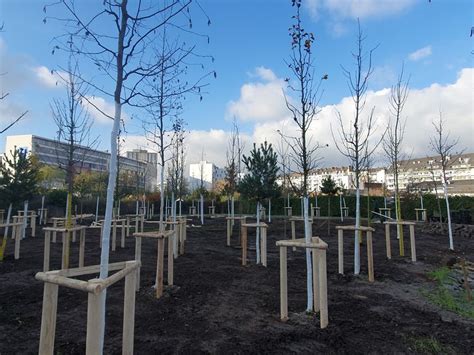 Pflanzarbeiten im Pocketpark an der Albertstraße Stadt setzt hunderte