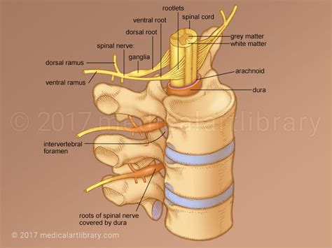 Spinal Nerve - Medical Art Library