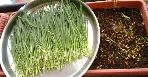 Grow Wheatgrass At Home And Consume It Regularly For Weight Loss