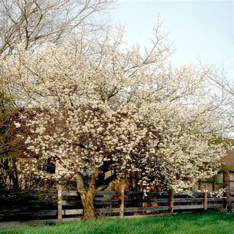 Prunus Mexicana Mexican Plum Siteone