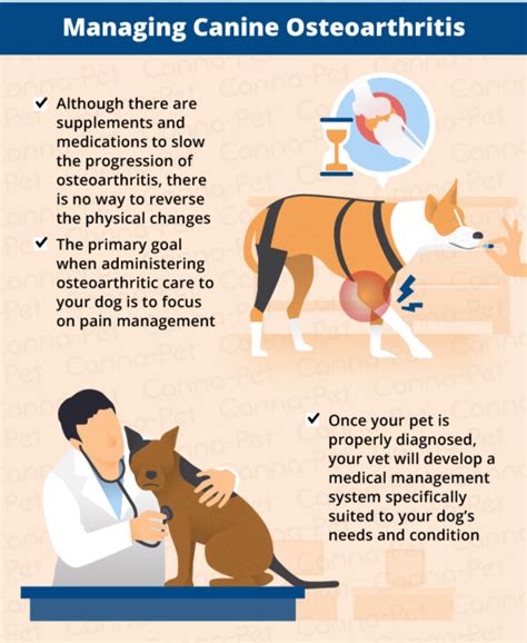 Osteoarthritis in Dogs: Causes, Symptoms & Management | Canna-Pet