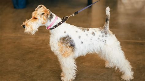 Discover The Charming Fox Terrier Breed A Guide To Fox Terrier Care