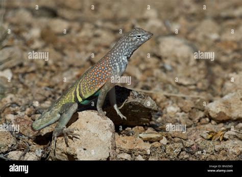 Cophosaurus texanus scitulus fotografías e imágenes de alta resolución