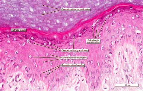 Sistema tegumentario Histología Biologia genetica Bacteriologia