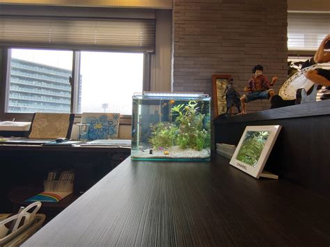 長崎市城山町 個人宅様 レンタルアクアリウム（熱帯魚水槽・水草水槽・海水魚水槽）を長崎エリアで提供するレンタルアクアリウム長崎 長崎の