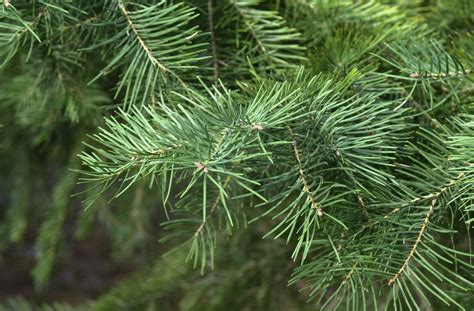 Abies Concolor Colorado White Fir Van Den Berk Nurseries