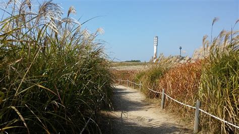 South Korea Park Autumn Grass - Free photo on Pixabay