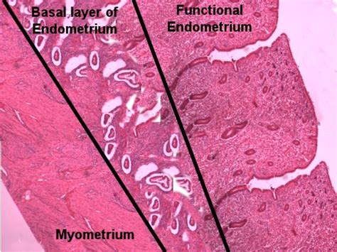 Uterus Histology