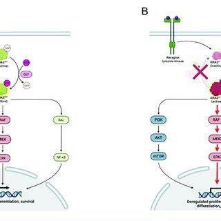 Signalling pathways in wild-type and mutant KRAS cells. (A) KRAS plays ...