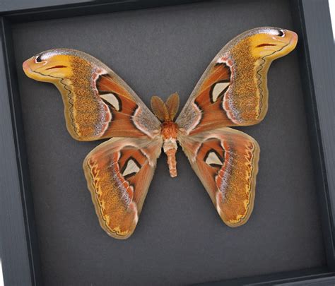 Real Snake Head Atlas Moth Attacus Atlas Male Framed Taxidermy