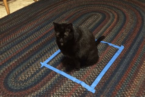 The Mystery Of The Cat Square Explained