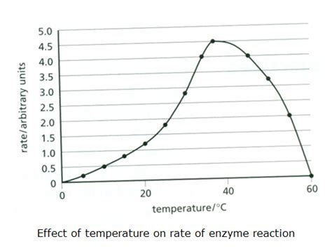 Temperature Enzyme Activity Graph