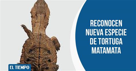 Esta Especie Ser A Similar A La Tortuga Matamata Uno De Los