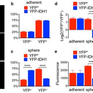 Suppression Of YFP Signal In PDGFB Transformed NA1 Neurosphere